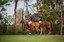 Community with an equestrian center- Houses For Sale near the beach in Costa Rica
