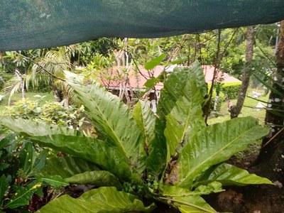 Flora y fauna, tabacon - tropical plant.jpg