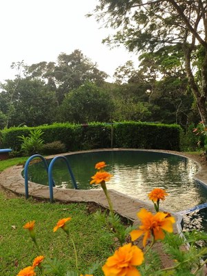 Piscina con flores - flowered pool.jpg