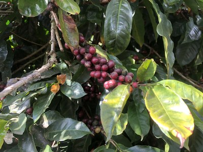 KRAIN_Avocado and Coffee Farm