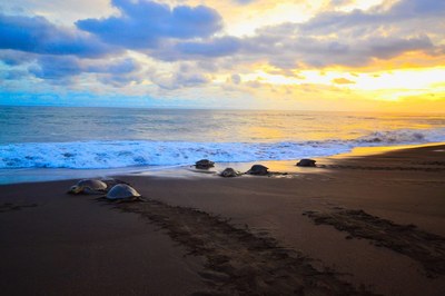 Magical afternoon in Playa Guiones - Turtle watching
