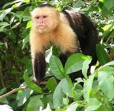Capuchin.jpg
