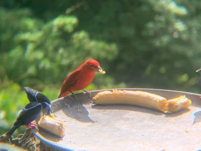 Bird feeder.jpg