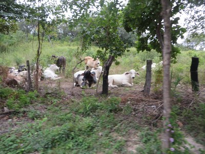 Burdeos Ranch - Cattle