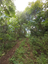 Trees of 173 Acre Ocean View Development Land in Costa Rica for Sale