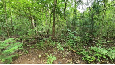 Vegatation of 173 Acre Ocean View Development Land in Costa Rica for Sale