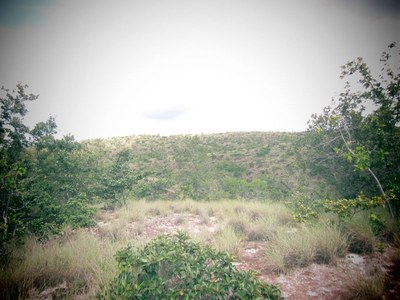 5-t26-land-for-sale-costa-rica-diverse.jpg