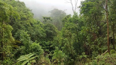 04 Gorgeous biodiverse rainforest above the tallest waterfall.jpg
