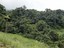 07 Lush biodiverse primary rainforest.jpg