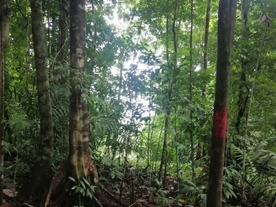 Exotic Forest