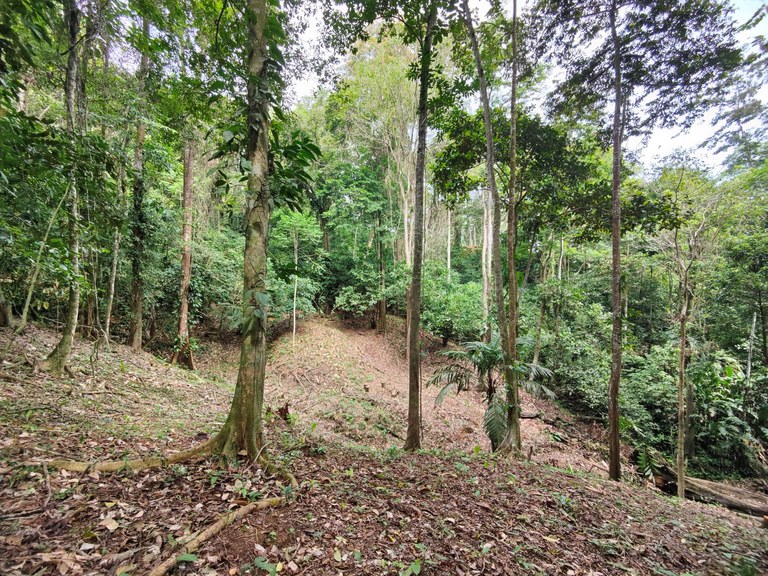 5000m² Tranquil Forest Haven in Playa Chiquita