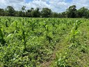 For sale: A farm perfect for developing your business in Upala