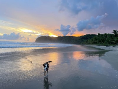 Perro...jpgAlquiler Vacacional Casa Frente al Mar con Piscina Guanacaste Playa San Miguel Costa Rica