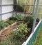 Garden greenhouse.jpg